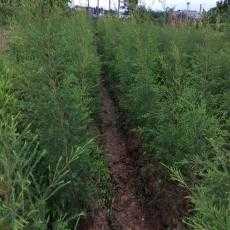 【百千层】澳洲茶树盆栽 黄金香柳盆栽 白千层幼苗 12cm