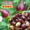 【诗琪电商】新鲜 彩色辣椒 七彩椒 水果辣椒 现摘现发 三斤包邮
