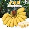【北香】广西特产小米蕉无添加自然熟10斤包邮
